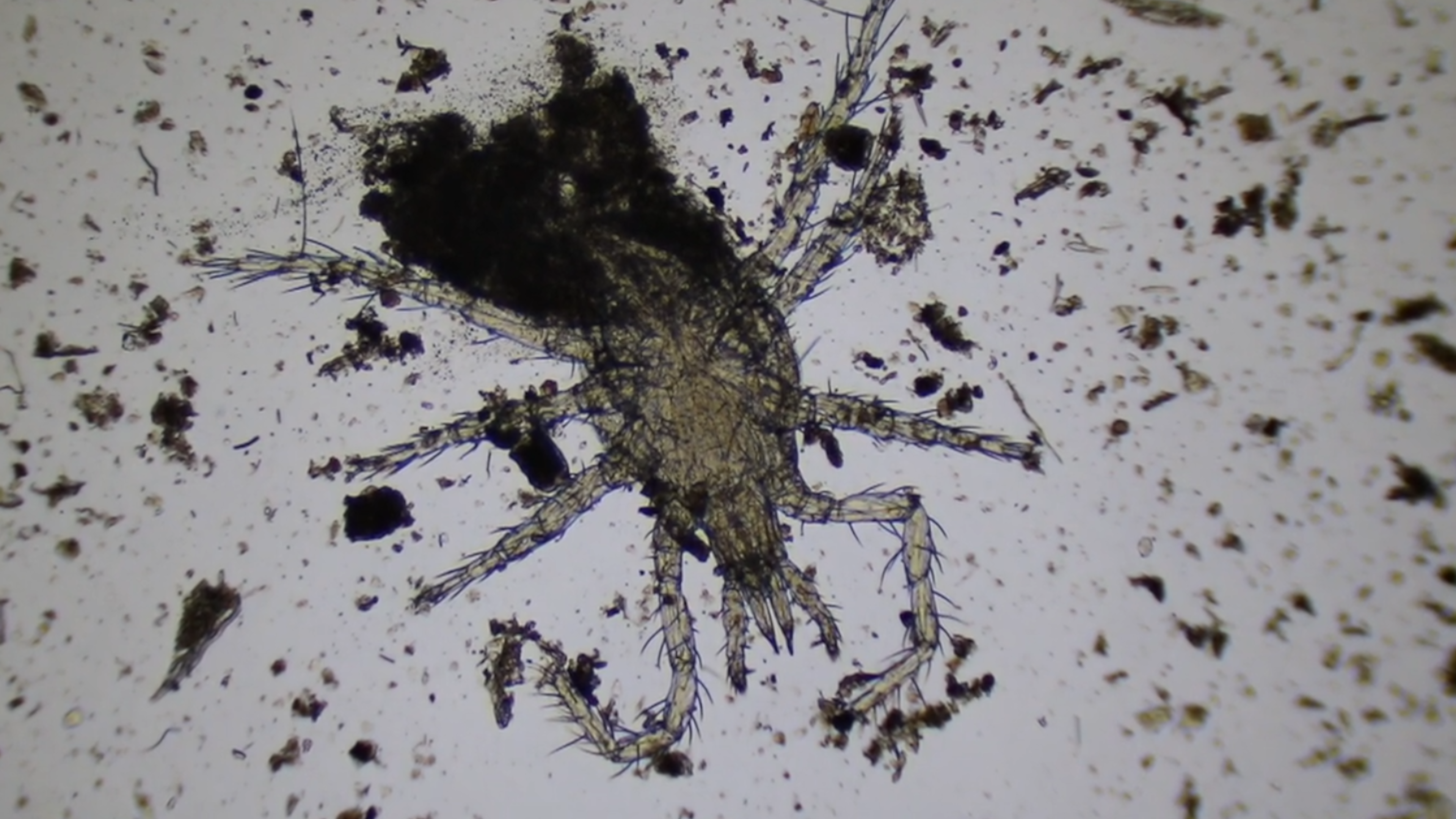 Mite.png