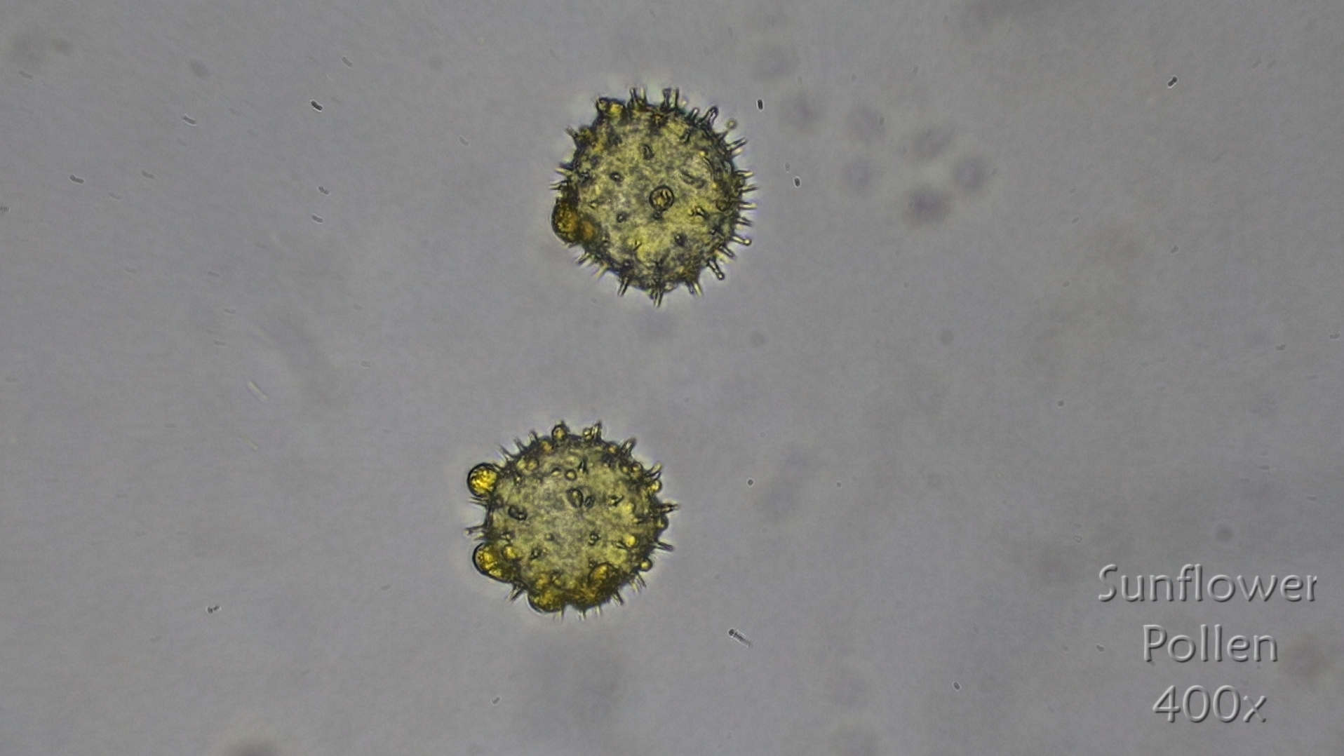 Yellow Sunflower Pollen.jpg